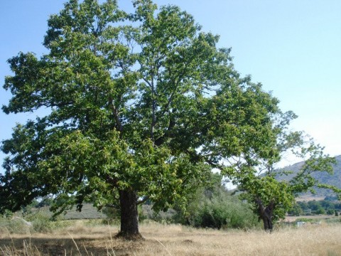 Rota dos Castanheiros