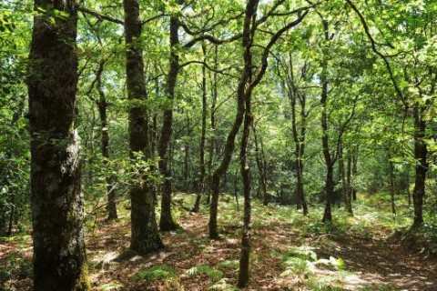 Trilho das Florestas Naturais
