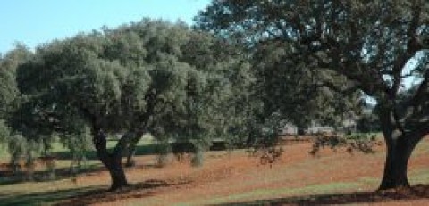 Entre a estepe e o montado